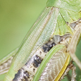 Chorthippus parallelus